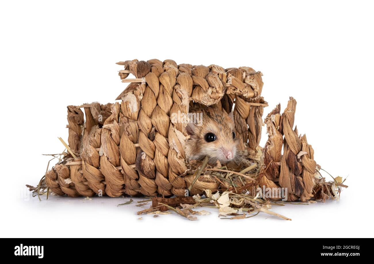 Niedliche, fette Schwanzgerbil versteckt sich im Rotan-Tunnel und blickt auf die Kamera. Isoliert auf weißem Hintergrund. Stockfoto