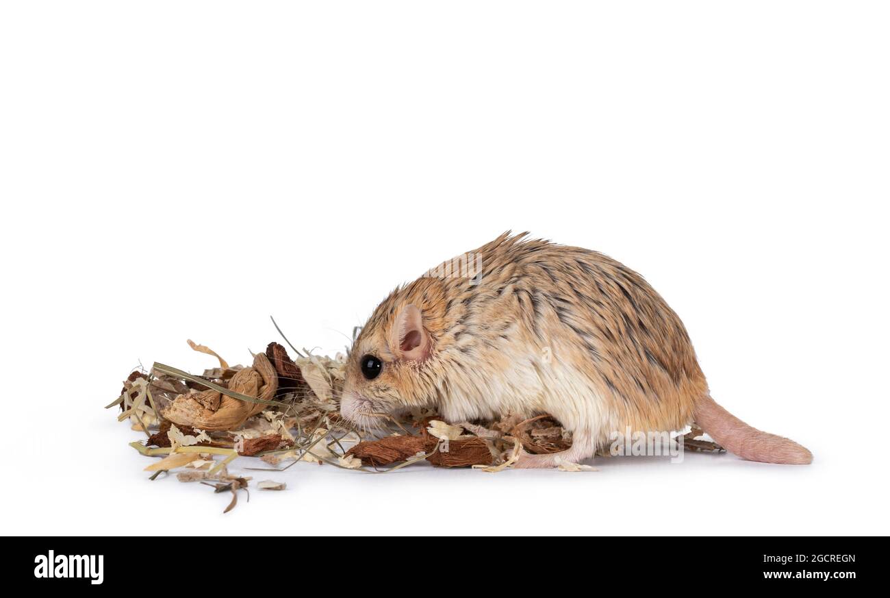 Niedliches fette Schwanzgerbil steht Seitenwege zwischen Holzschnipseln. Auf der Suche nach Essen. Isoliert auf weißem Hintergrund. Stockfoto