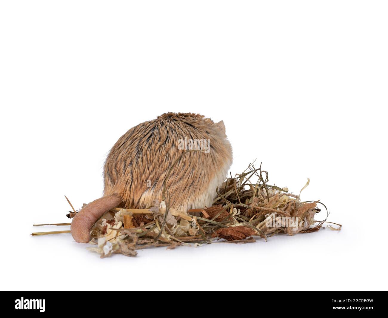 Niedliches fette Schwanzgerbil steht hinten auf Holzschnipseln. Zeigt den Schwanz. Isoliert auf weißem Hintergrund. Stockfoto
