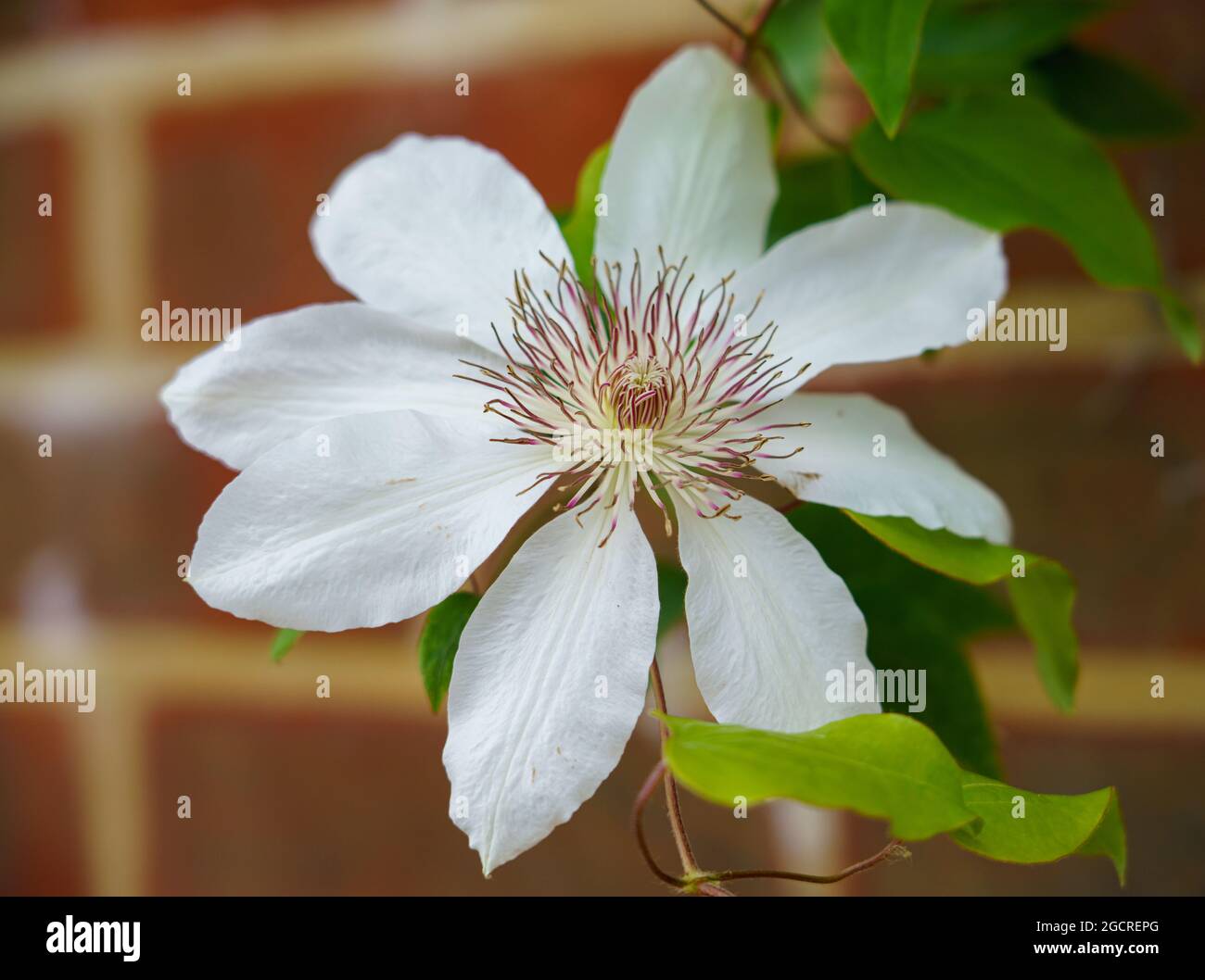 Schöne weiße asiatische virginsbower Kletterer in voller Sommerblüte Stockfoto