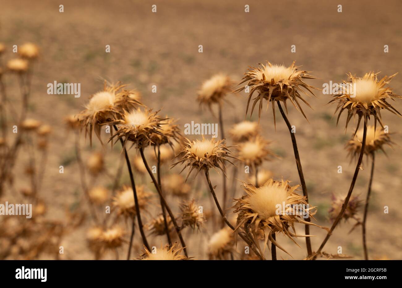 Distelpflanzen trocknen. Trockene Wildblumen auf dem Feld Stockfotografie