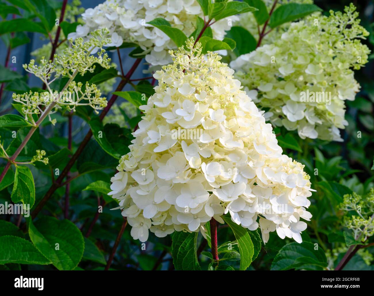 Schöne weiße Limelight Hortensia Blume mit einer dramatischen konischen Form Stockfoto