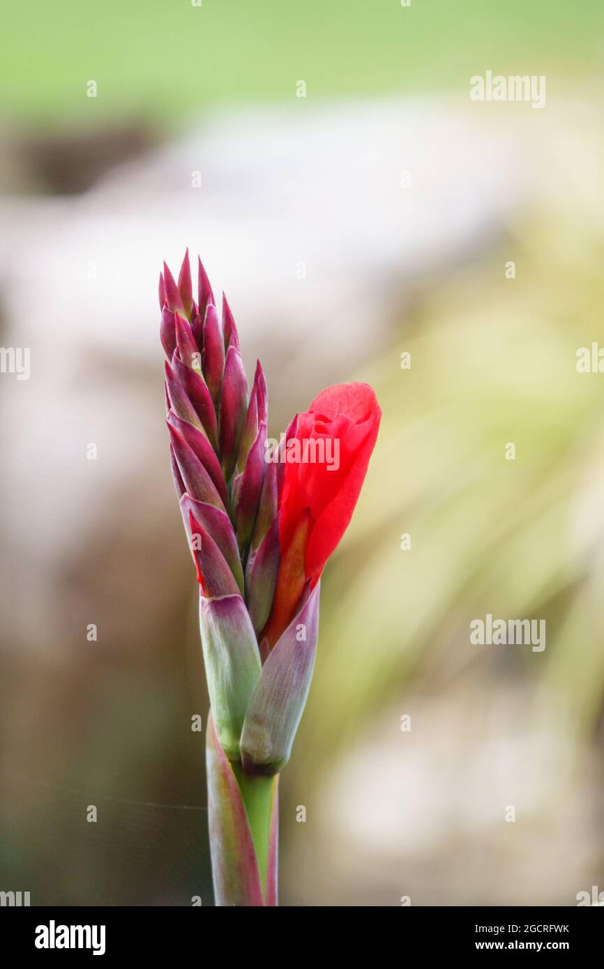 Im Frühsommer erscheint eine rote Seerosenblüte Stockfoto