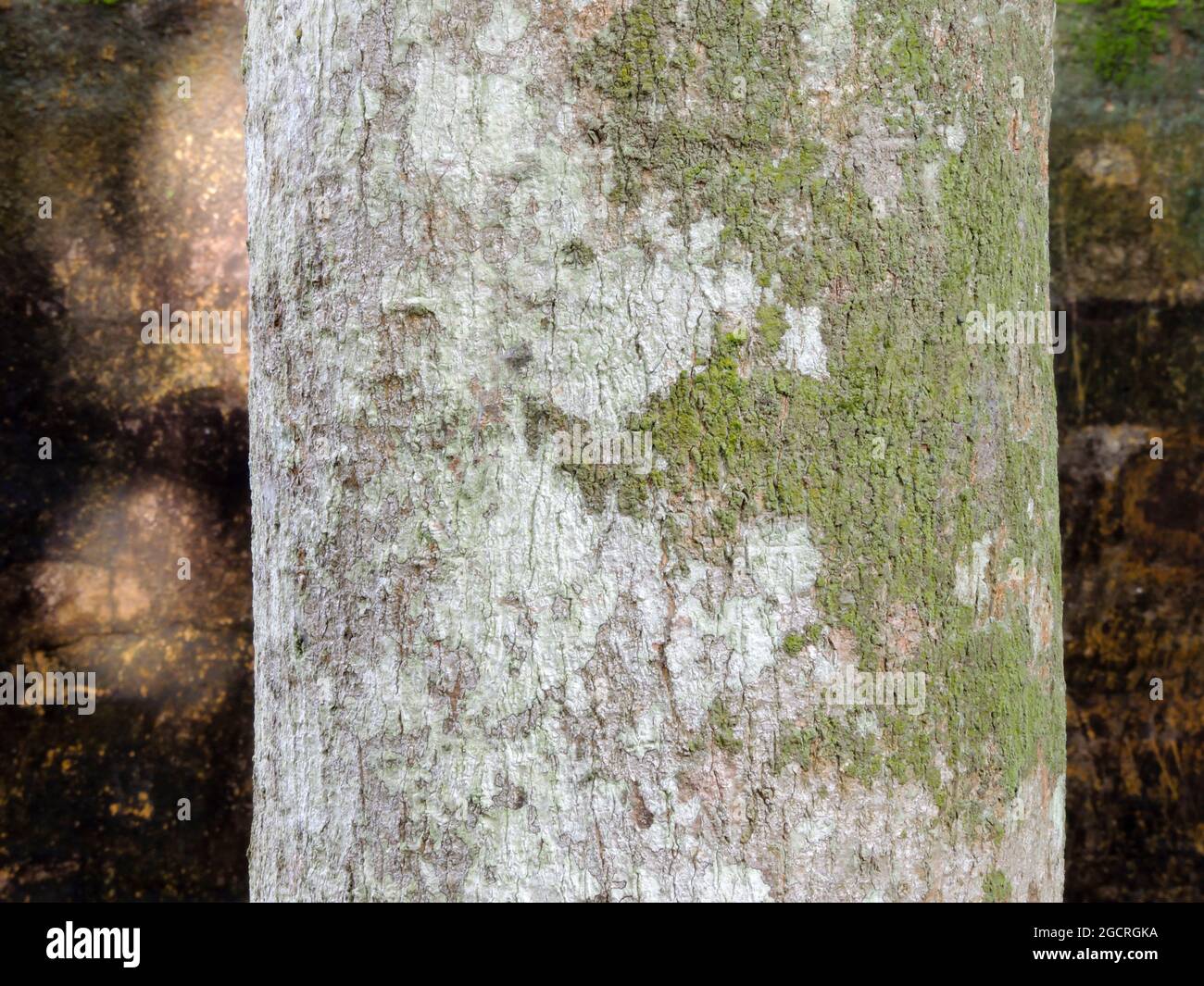 Nahaufnahme eines mit Moos bedeckten Baumstammes Stockfoto