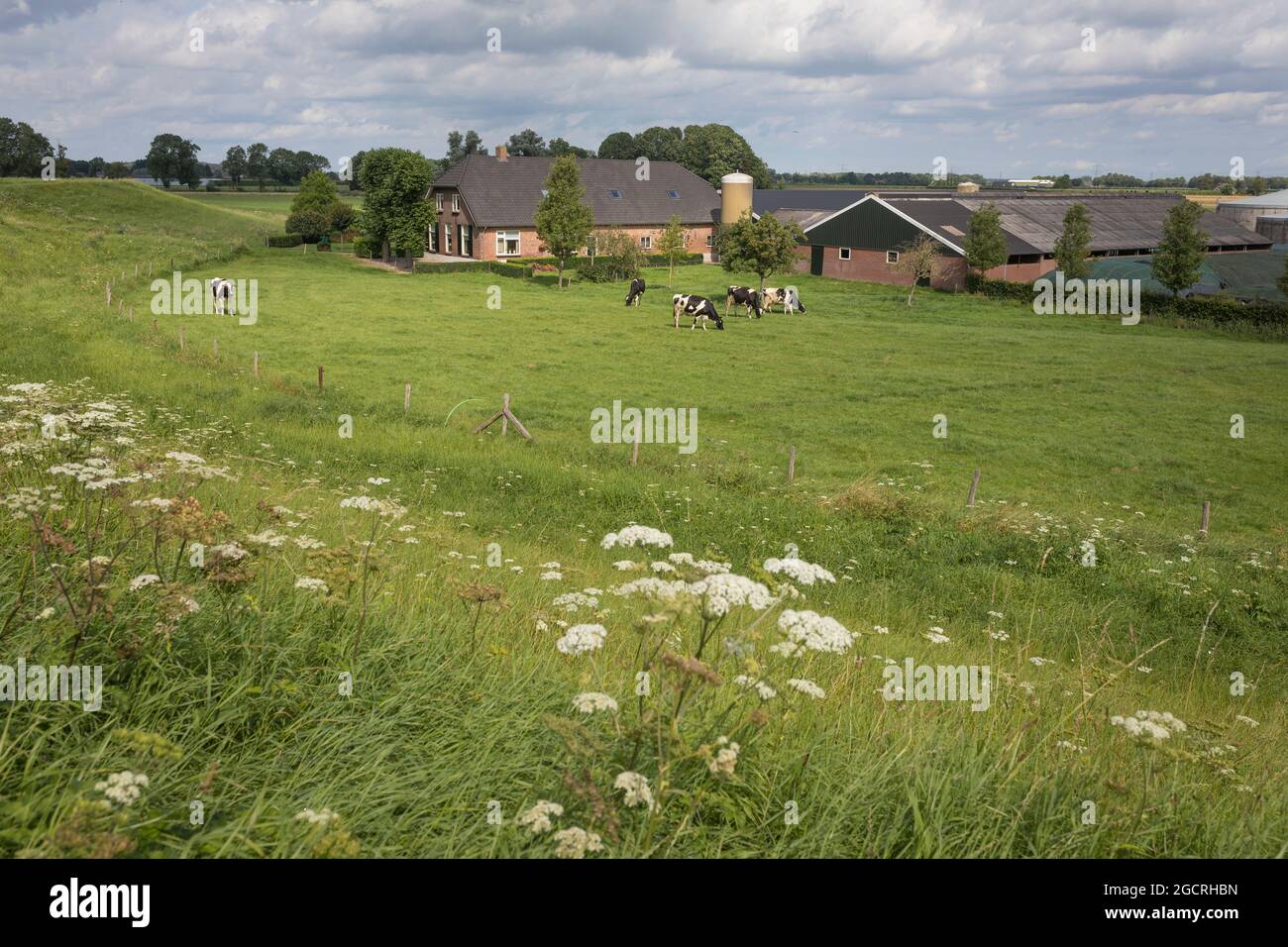 Holländische Landschaft mit Wiesen, Kühen und einem Bauernhof, der entlang eines Deiches am Fluss Waal liegt Stockfoto
