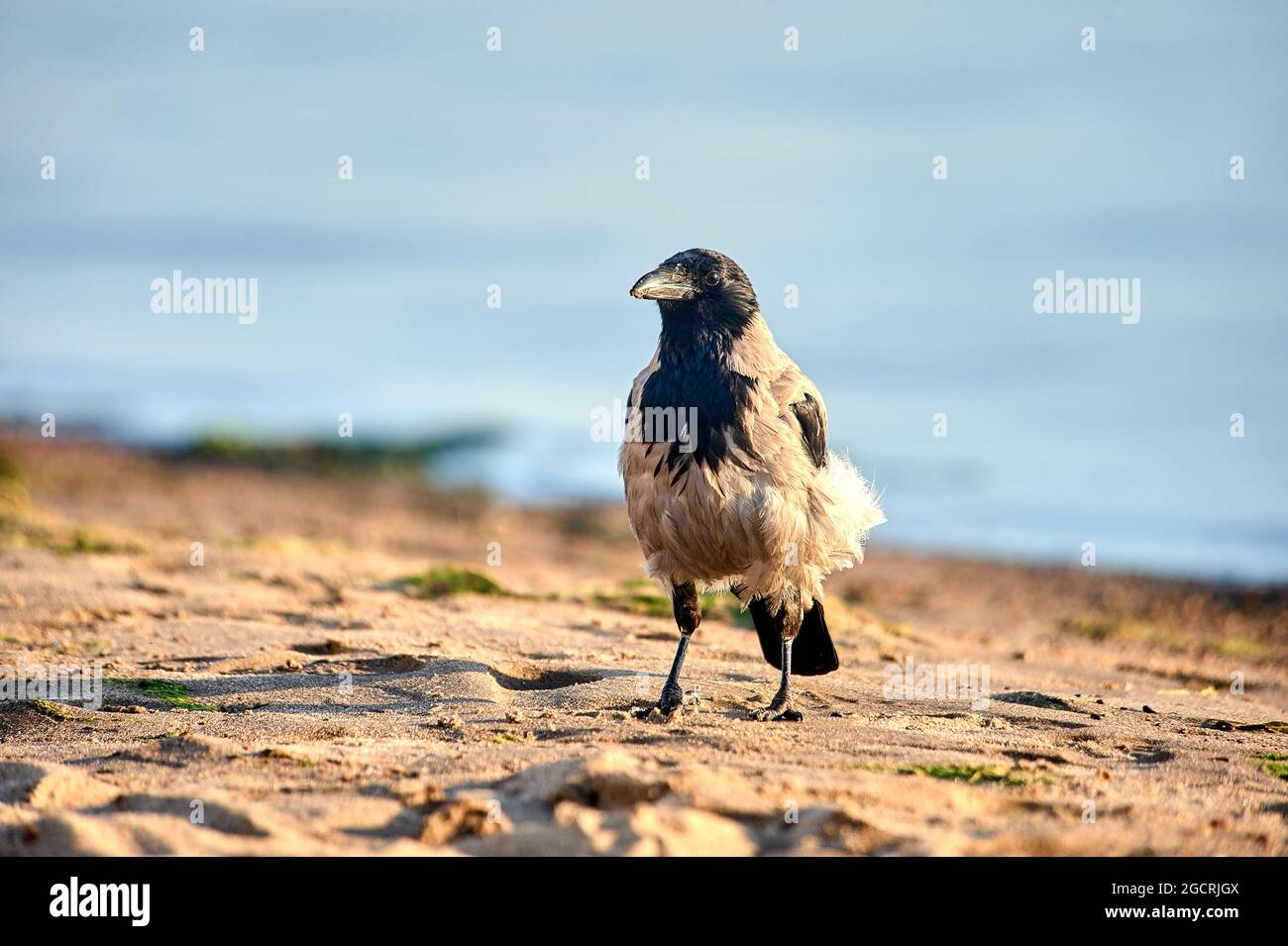 An einem sonnigen Abend steht eine Krähe auf dem Sand Stockfoto