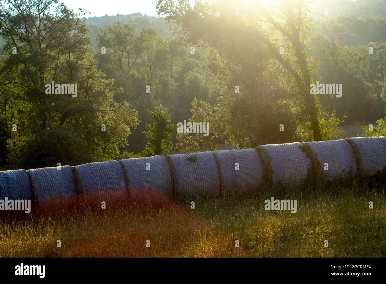 Strohräder in einer Reihe auf einer grünen ländlichen Landschaft platziert Stockfoto