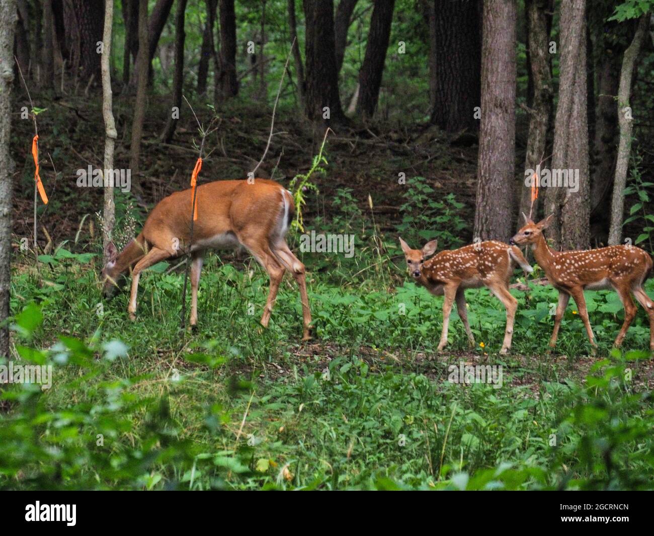 Aufnahme eines Mutter-Hirsches, der grast und mit zwei niedlichen Jungen, die ihr im Wald folgen, Olathe Stockfoto