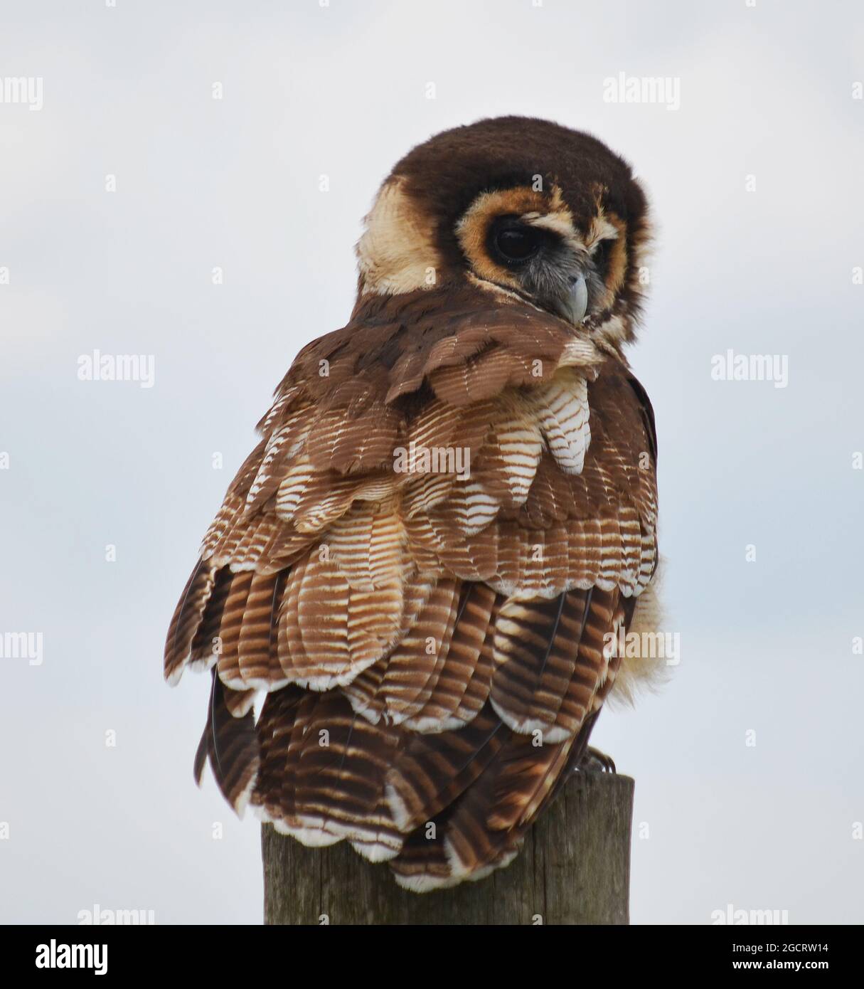Asiatische Holz Eule (Strix leptogrammica) Stockfoto