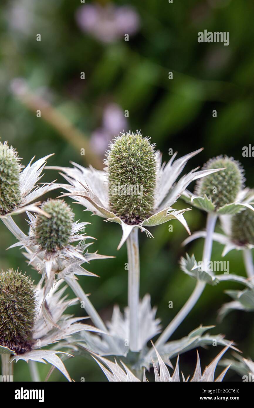 Riesenmeerolly, Eryngium giganteum 'Silver Ghost', Apiaceae. Kaukasus und Iran, Westasien. Stockfoto