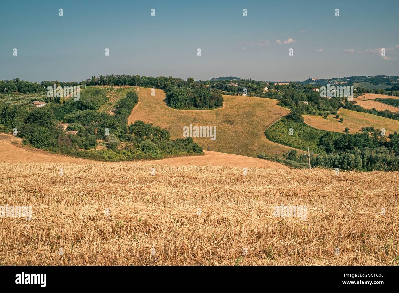 Geerntete Weizenfelder und Wälder auf den Hügeln der Provinz Pesaro und Urbino, Marken, Italien. Stockfoto