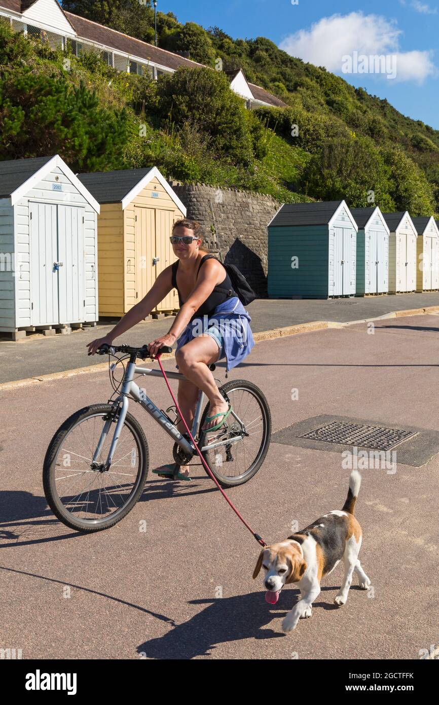 Bournemouth, Dorset, Großbritannien. August 2021. Wetter in Großbritannien: Schöner, warmer, sonniger Tag an den Stränden von Bournemouth, wenn Sonnenanbeter an die Küste fahren, um die Sonne zu genießen. Frau, die entlang der Promenade radelt, Fahrrad fährt, mit Hund an der Leine. Quelle: Carolyn Jenkins/Alamy Live News Stockfoto