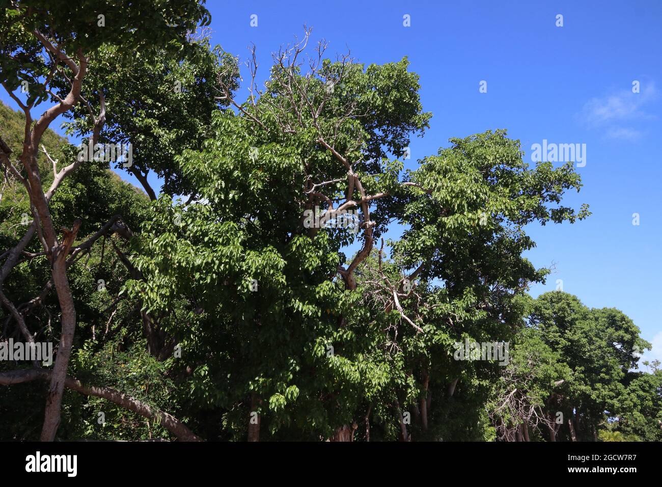 Manchineelbaum (Hippomane mancinella) Arten in der Karibik. Gefährlicher giftiger Baum. Alle Teile des Baumes sind giftig oder giftig. Stockfoto