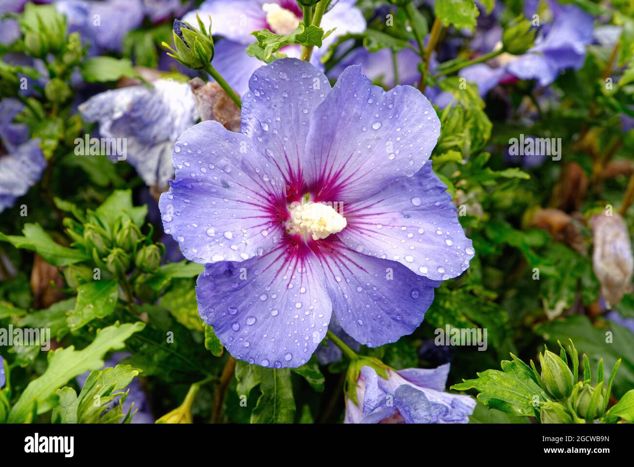 Nahaufnahme einer blauen Hibiskusblüte mit Regentropfen auf den Blütenblättern Stockfoto