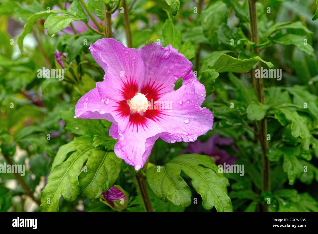 Nahaufnahme einer rosa Hibiskusblüte mit Regentropfen auf den Blütenblättern Stockfoto