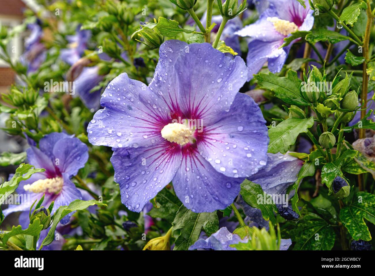 Nahaufnahme einer blauen Hibiskusblüte mit Regentropfen auf den Blütenblättern Stockfoto