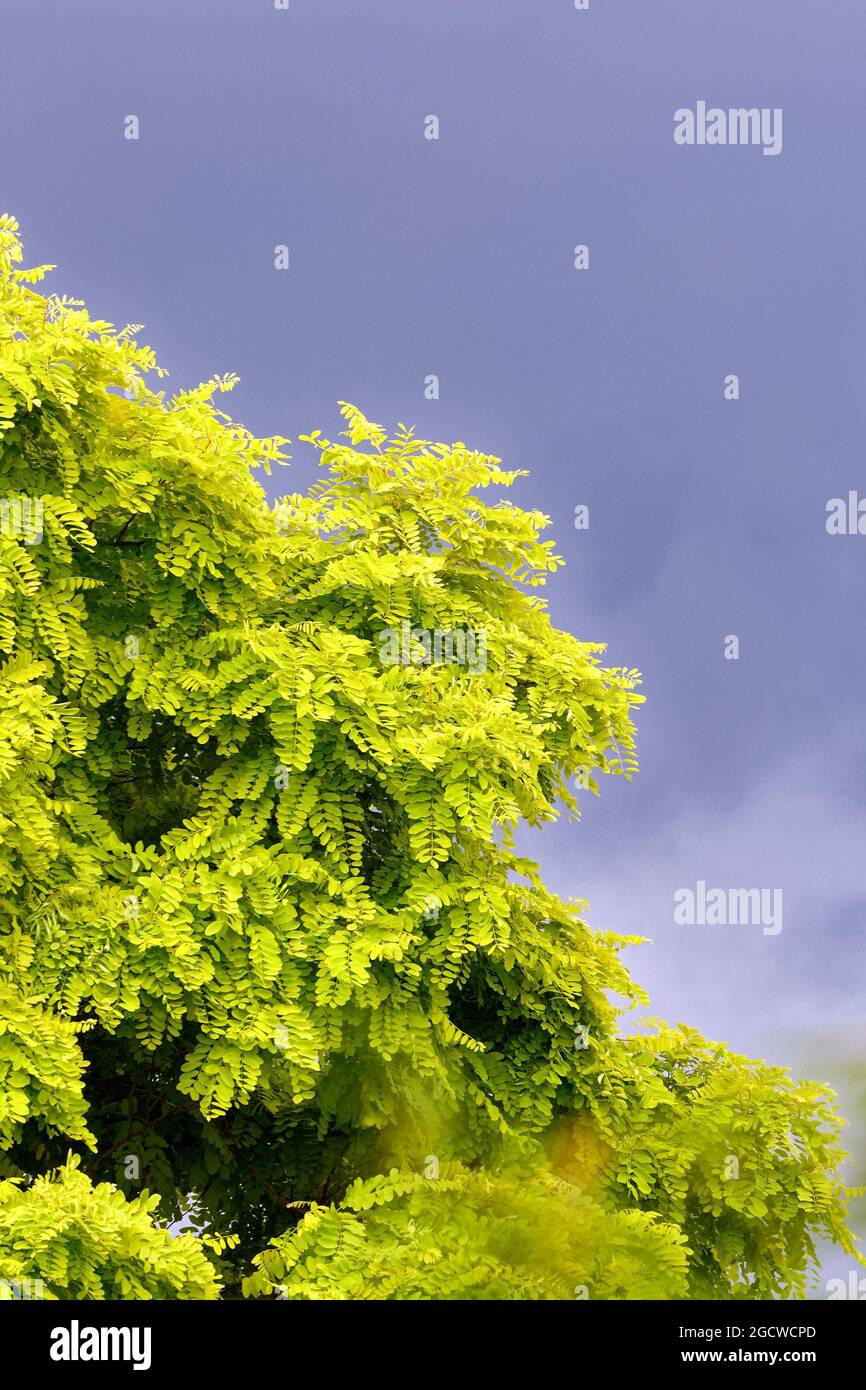 Ein Robinienbaum, falsche Akazie in Vollblatt gegen einen dunkelblau-grauen stürmischen Himmel Stockfoto