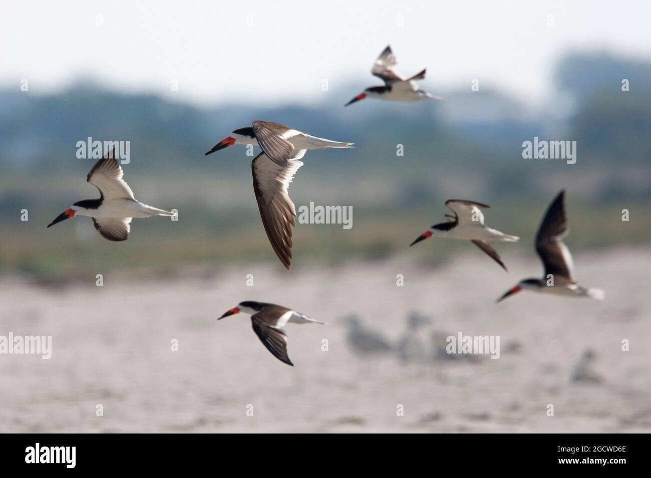 Black Skimmers (Rynchops niger), eine Fluggruppe in Cape May, New Jersey, USA. Stockfoto