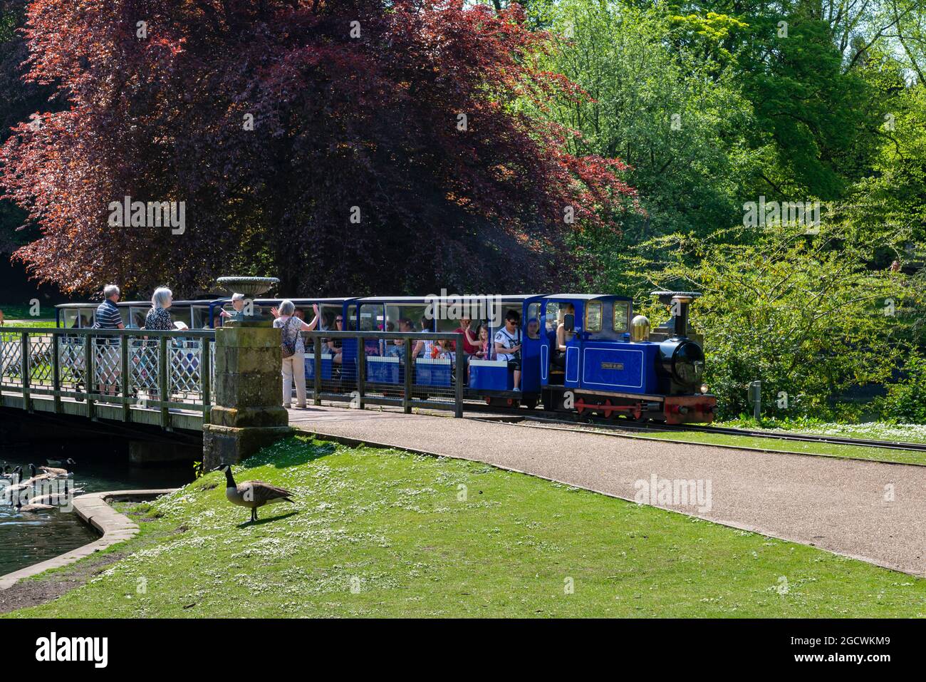 Miniatureisenbahn im öffentlichen Park Pavilion Gardens, Buxton, Derbyshire, England an einem sonnigen Tag im Frühsommer. Stockfoto