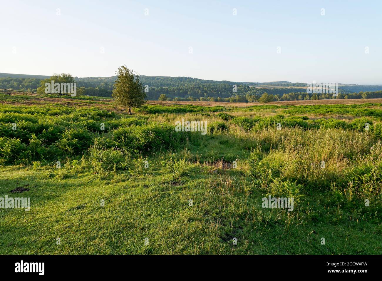 An einem Sommermorgen geht es über das Laurence Field zu einer weit entfernten nebligen Padley Gorge Stockfoto