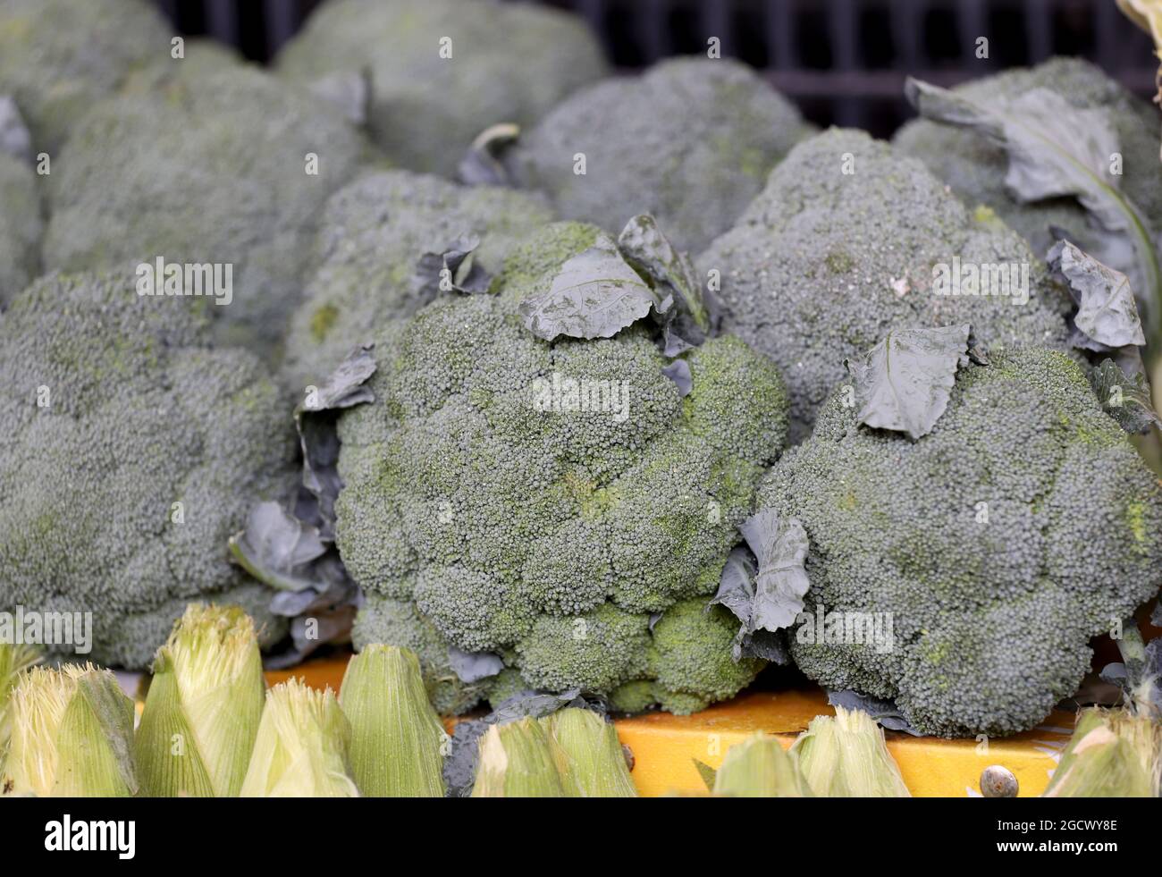 Nahaufnahme der Broccoli-Köpfe ( Brassica oleracea ) Stockfoto