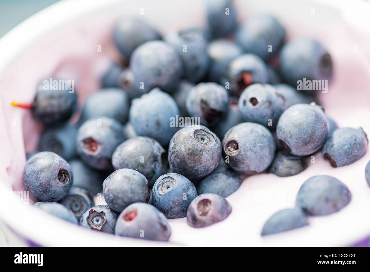 Schüssel oder Tasse mit weißem Joghurt oder Joghurt und frischen Bio-wilden reifen Blaubeeren, Nahaufnahme Stockfoto