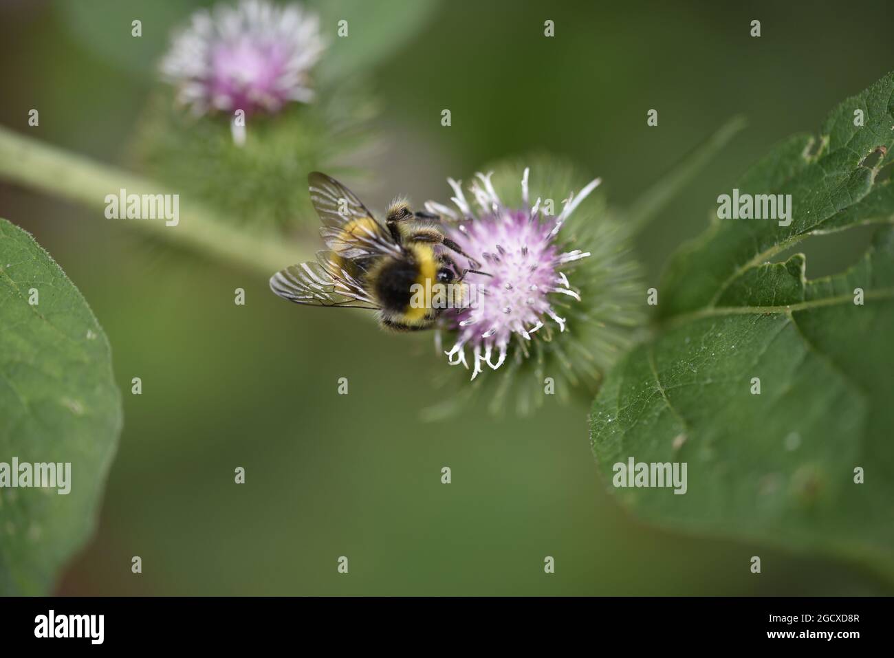 Hummel (Bombus) Apidae auf einem Distelkopf, Augen von Sun hervorgehoben und Wings Open im Juli in Staffordshire, England, Großbritannien Stockfoto