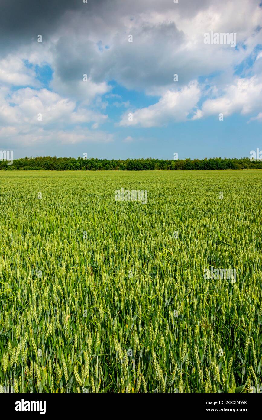 Feld der Gerstenernte, die auf einem landwirtschaftlichen Betrieb wächst. Stockfoto
