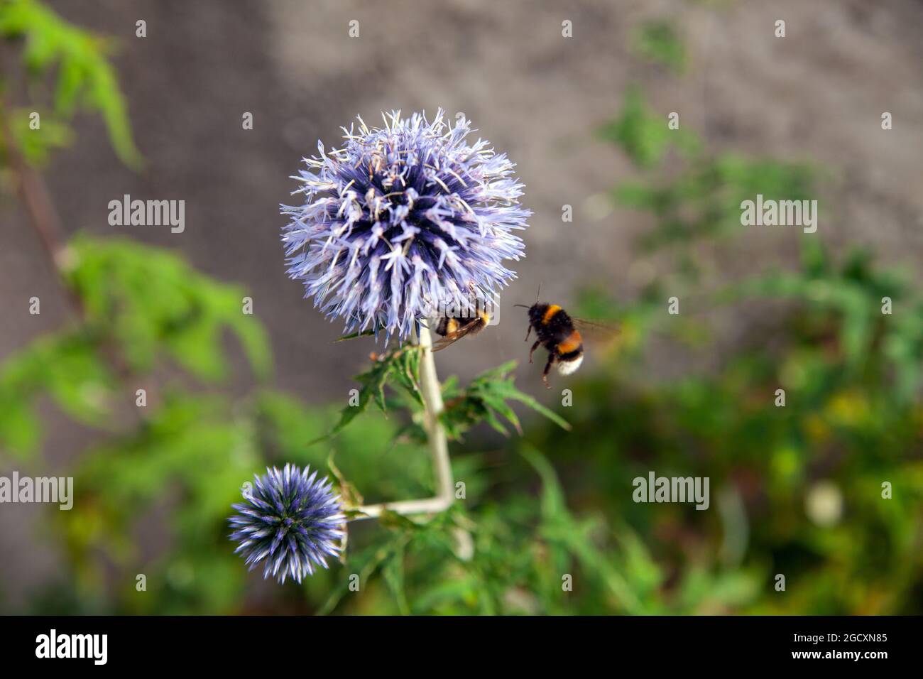 Echinops Bannaticus 'Taplow Blue'. Globe Distel Blume. Stockfoto