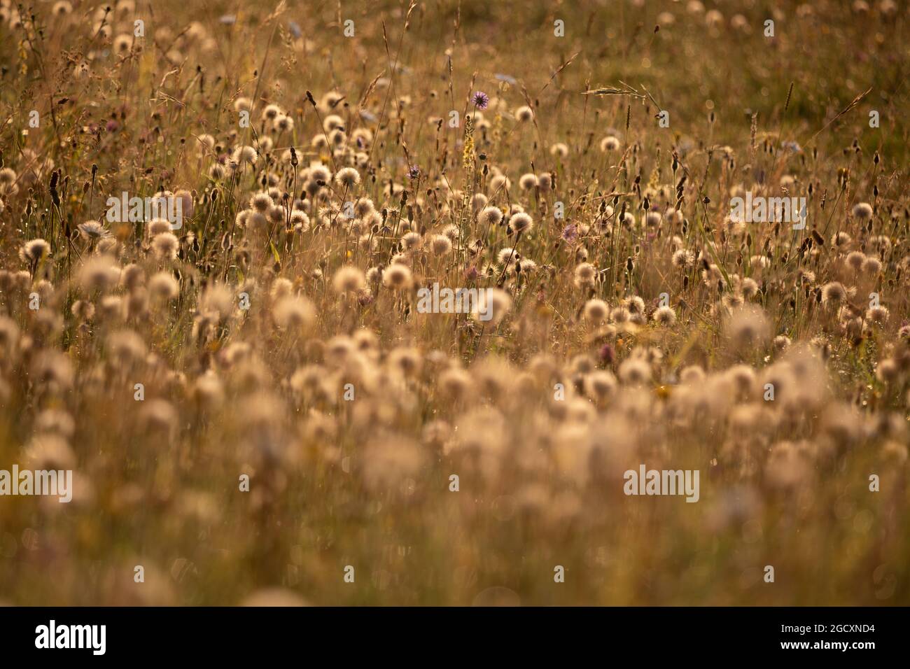 Hinterleuchtete Samenköpfe von Common Ragwort (Senecio jacobaea)-Pflanzen, die im Grasland, Somerset, England, Großbritannien, Europa, wachsen Stockfoto