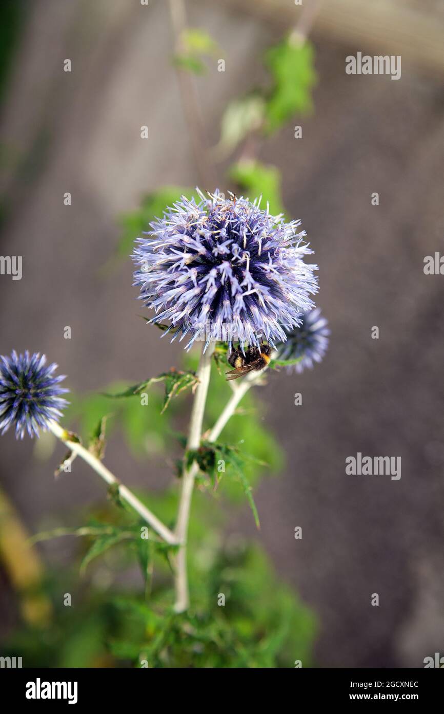 Echinops Bannaticus 'Taplow Blue'. Globe Distel Blume. Stockfoto