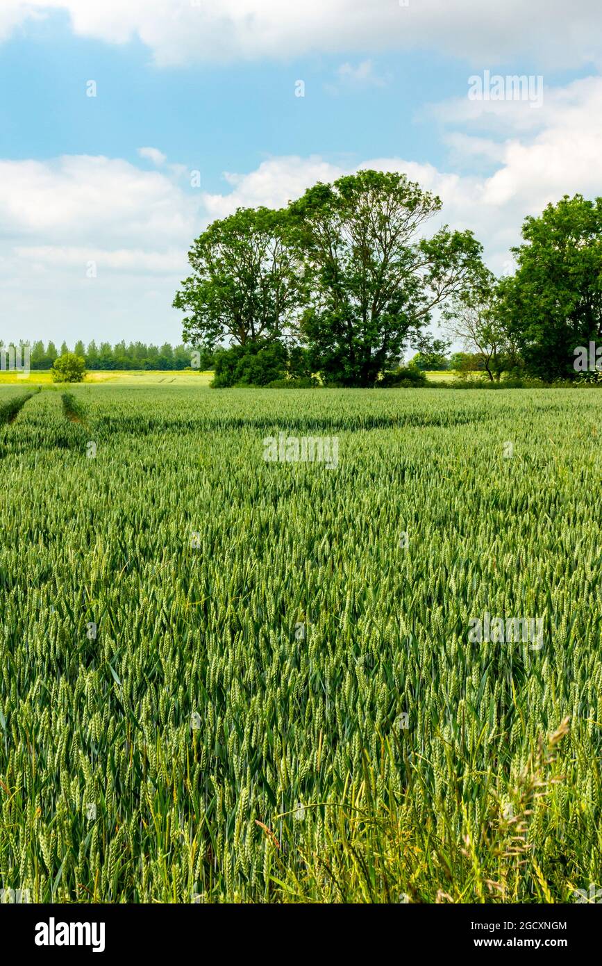 Feld der Gerstenernte, die auf einem landwirtschaftlichen Betrieb wächst. Stockfoto