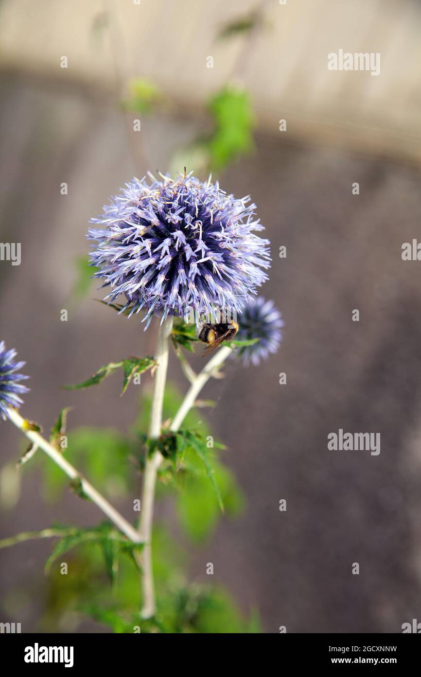 Echinops Bannaticus 'Taplow Blue'. Globe Distel Blume. Stockfoto