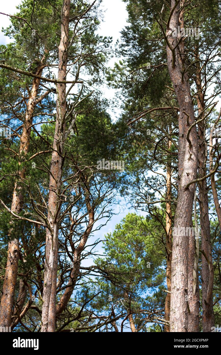 Schottische Pinien am Ufer des Loch Garten, Abernethy Forest, Rest des Caledonian Forest in Strathspey, Schottland, Stockfoto