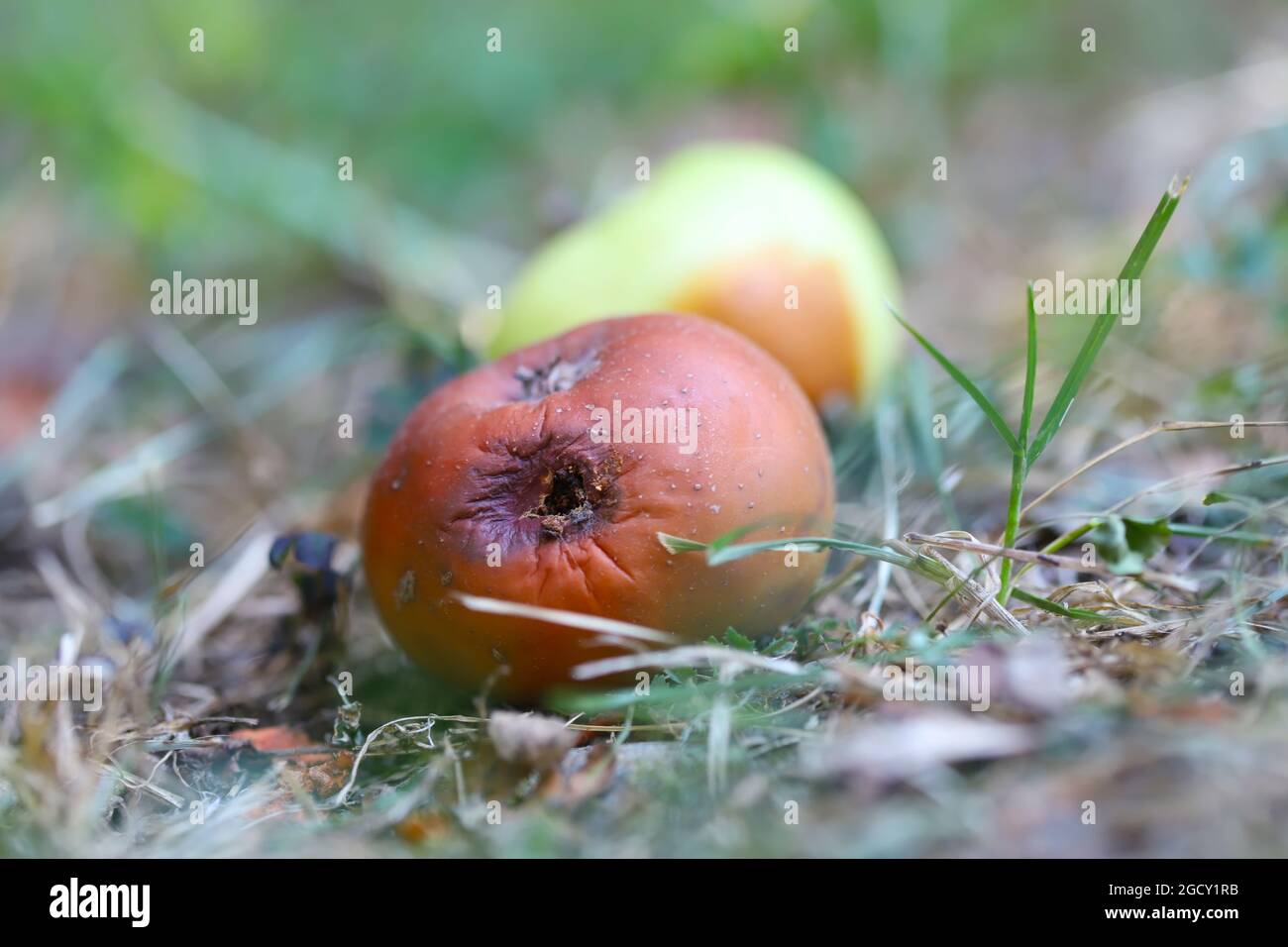 Fauler Apfel auf dem Boden Stockfoto