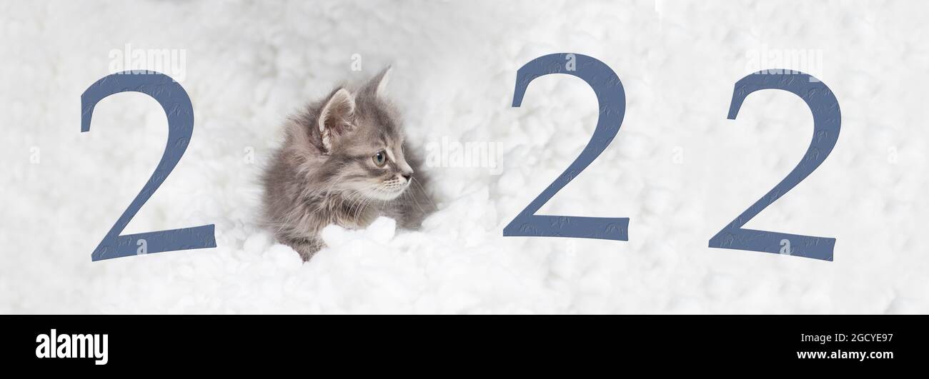 Banner mit dem Neujahr 2022 mit einem Kätzchen auf weißem Hintergrund im Schnee. Eine Postkarte oder Glückwünsche. Stockfoto