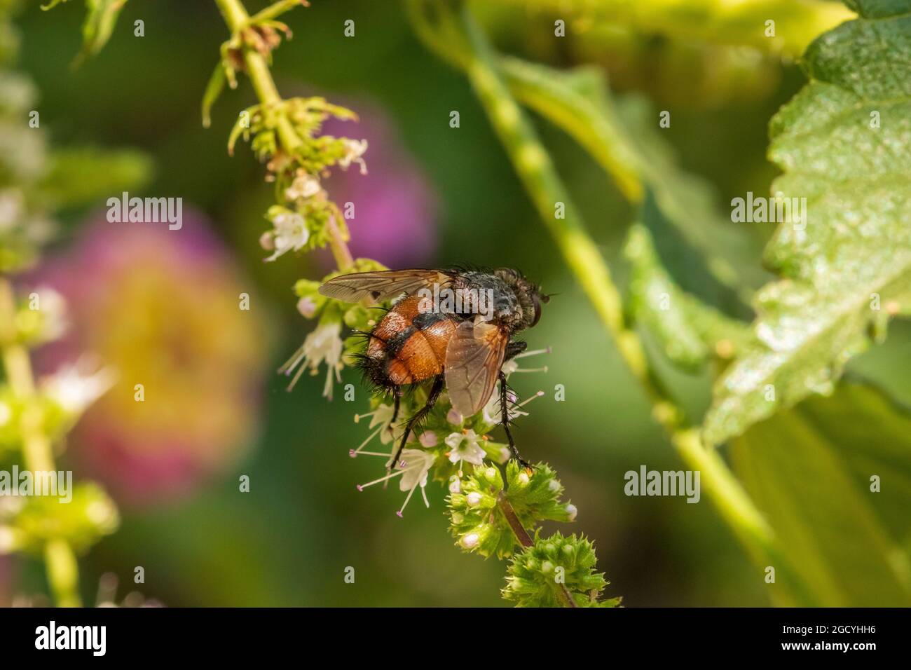 Peleteria rubescens, Tachinidfliege Stockfoto