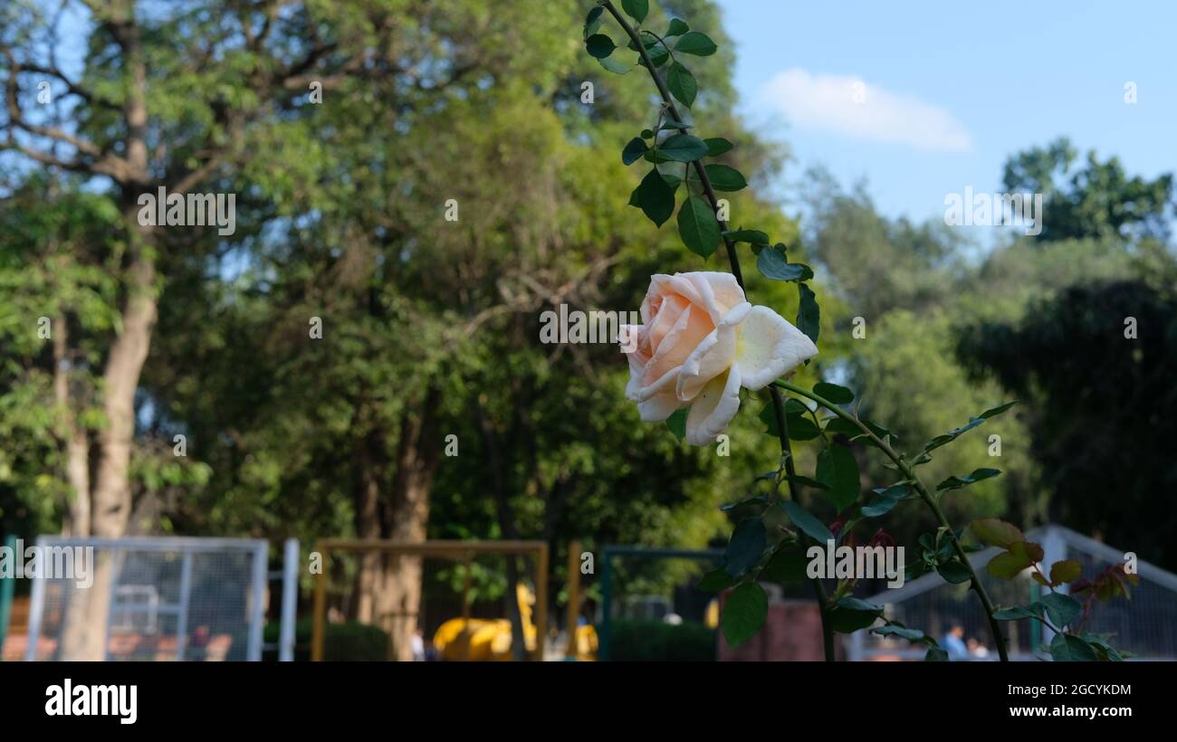 Weiße Rose auf der Spitze des Stiels zum Boden gelehnt Stockfoto