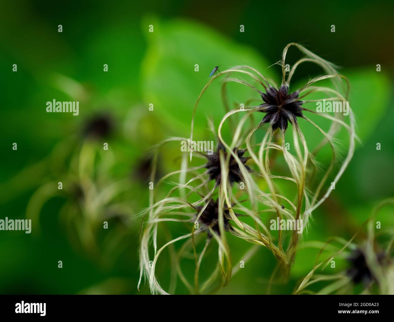 Zarte Samen von Clematis vitalba, Traveller's Joy im Herbst auf grünem Hintergrund. Ein Interessantes Hintergrund- und Naturkonzept für Design mit Kopie s Stockfoto