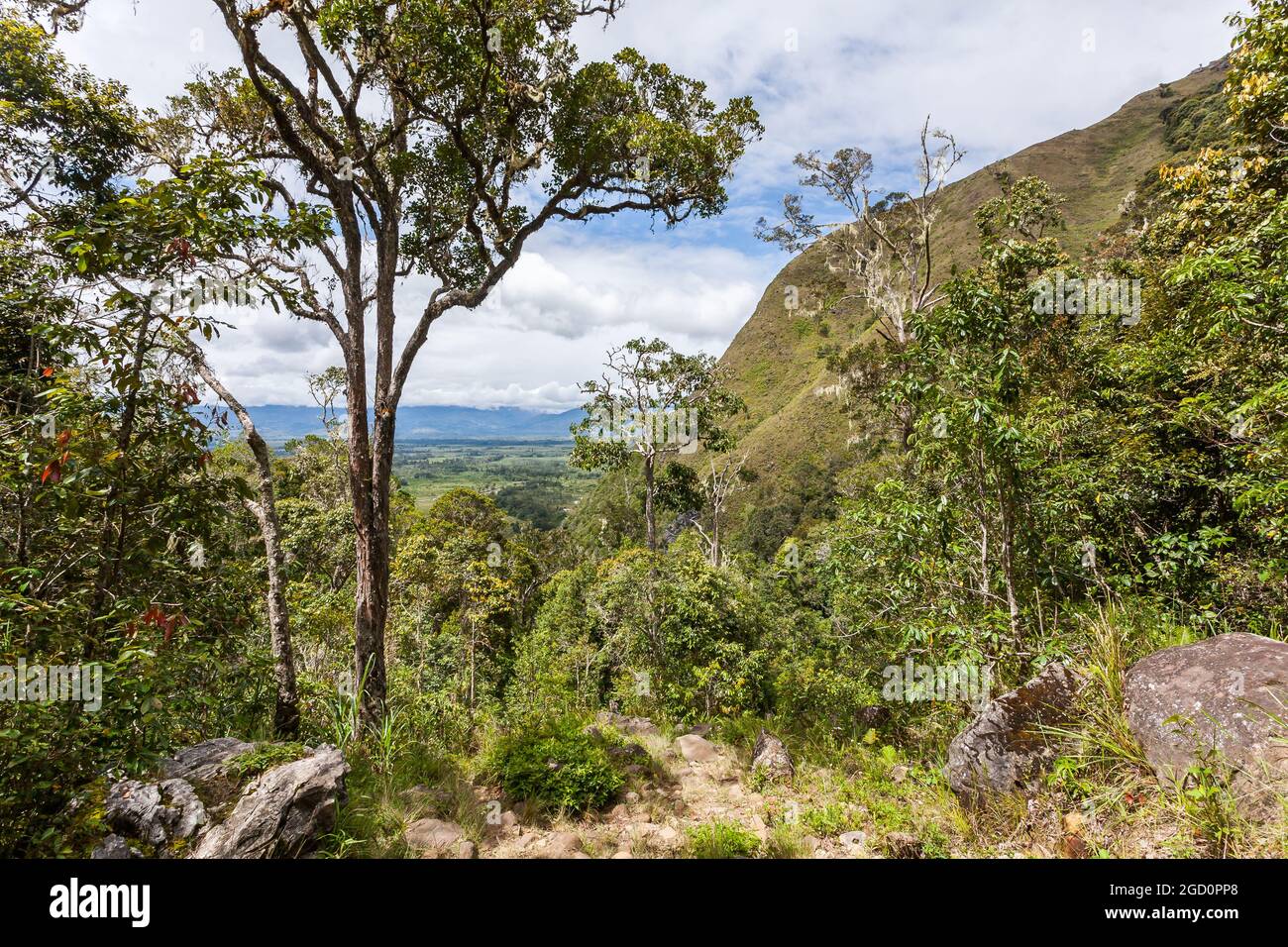 Grüner tropischer Dschungel, Regenwald in Indonesien, Papua-Neuguinea Stockfoto