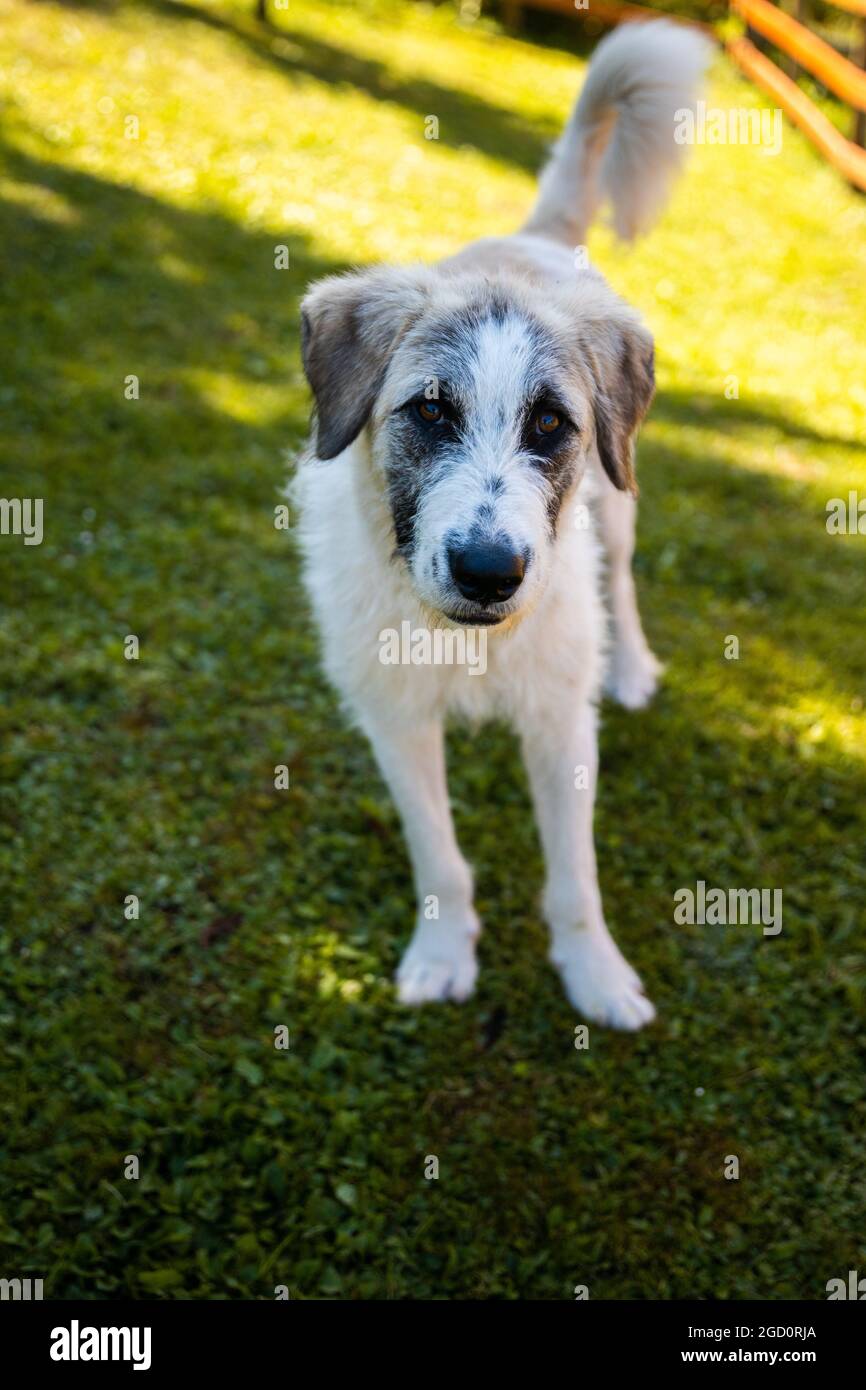 Schäferhund-Welpen auf grünem Gras Stockfoto