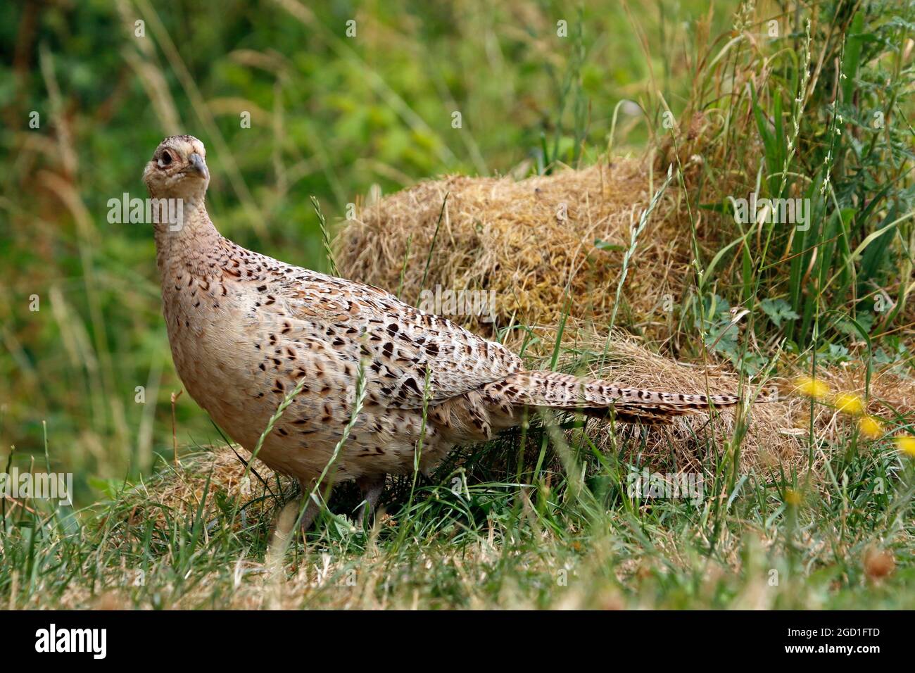 Weibliches fasane auf einer Wiese Stockfoto