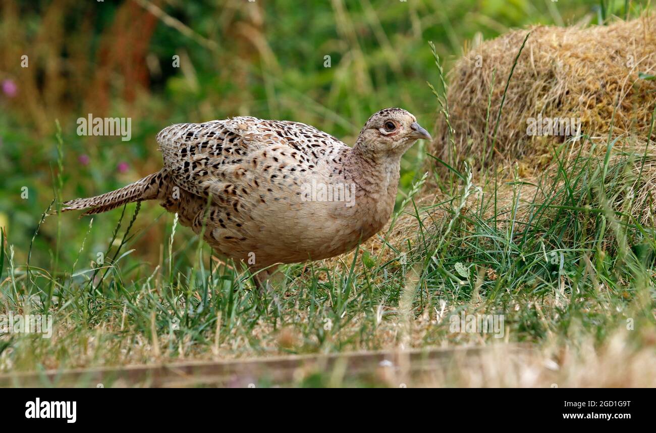 Weibliches fasane auf einer Wiese Stockfoto