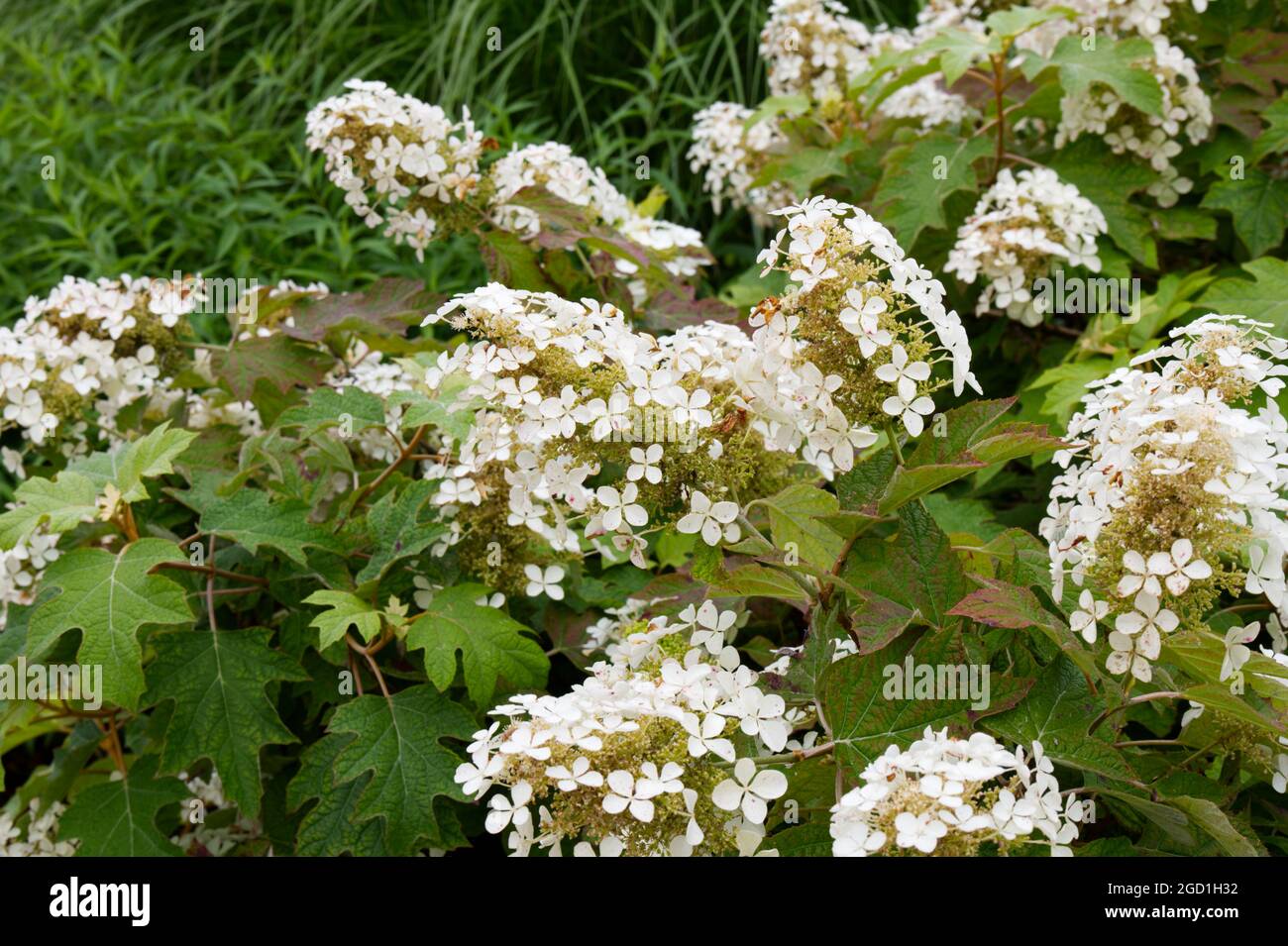 Hortensia quercifolia Schneeflocke Brido Strauch im Sommergarten UK Juli Stockfoto