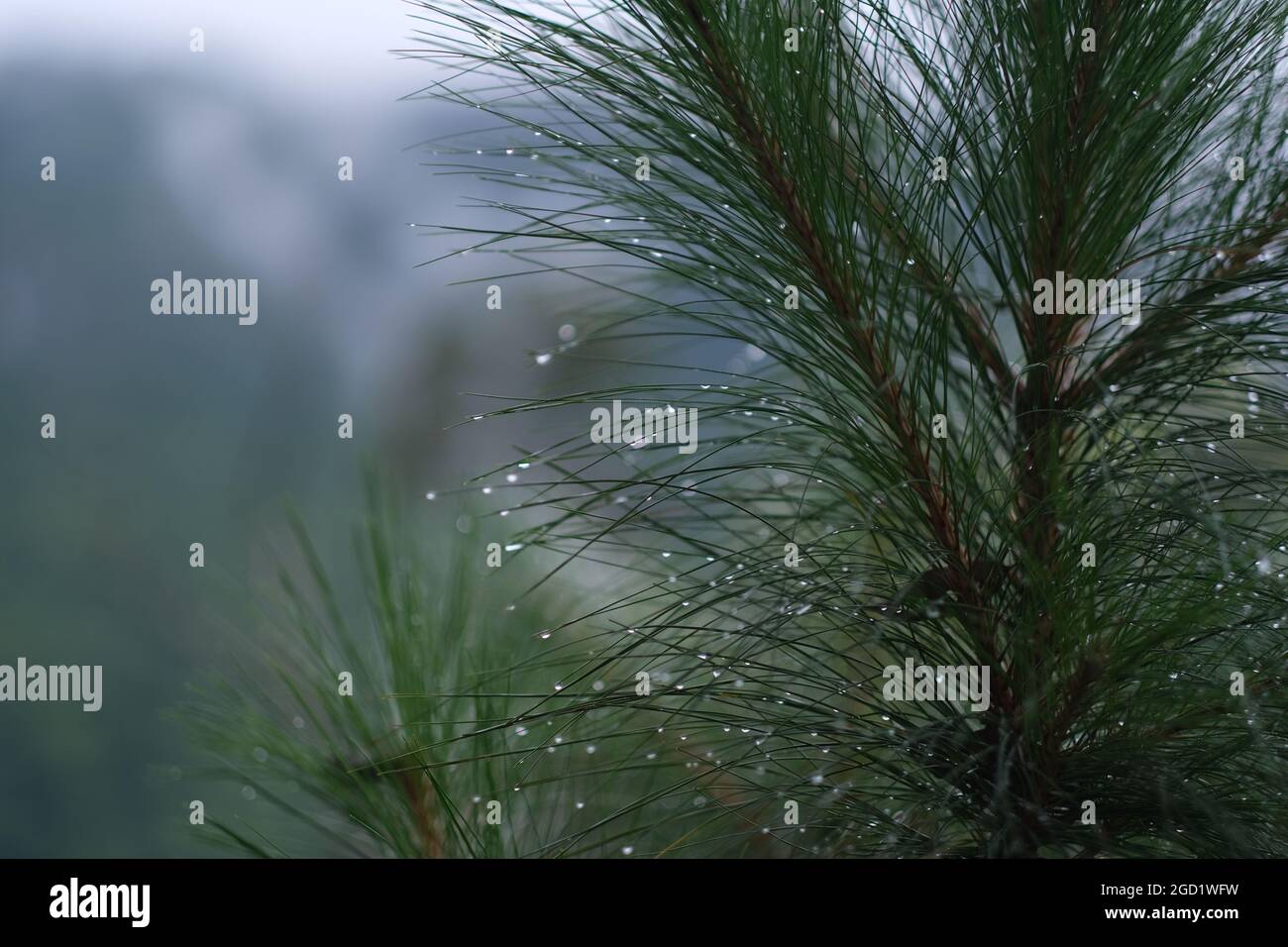 Wa6er tropft auf Kiefernnadeln nach Regen Stockfoto