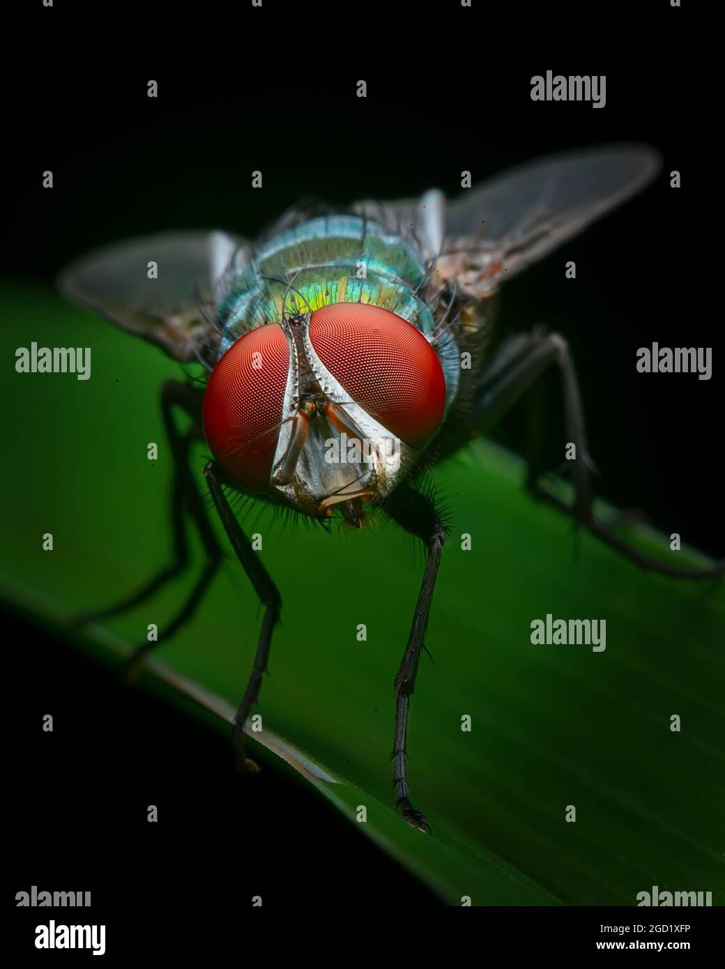 grüne Flasche fliegen Stockfoto