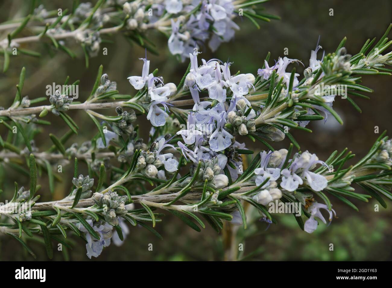 Rosmarin (Salvia rosmarinus). Ein anderer botanischer Name ist Rosmarinus officinalis. Stockfoto