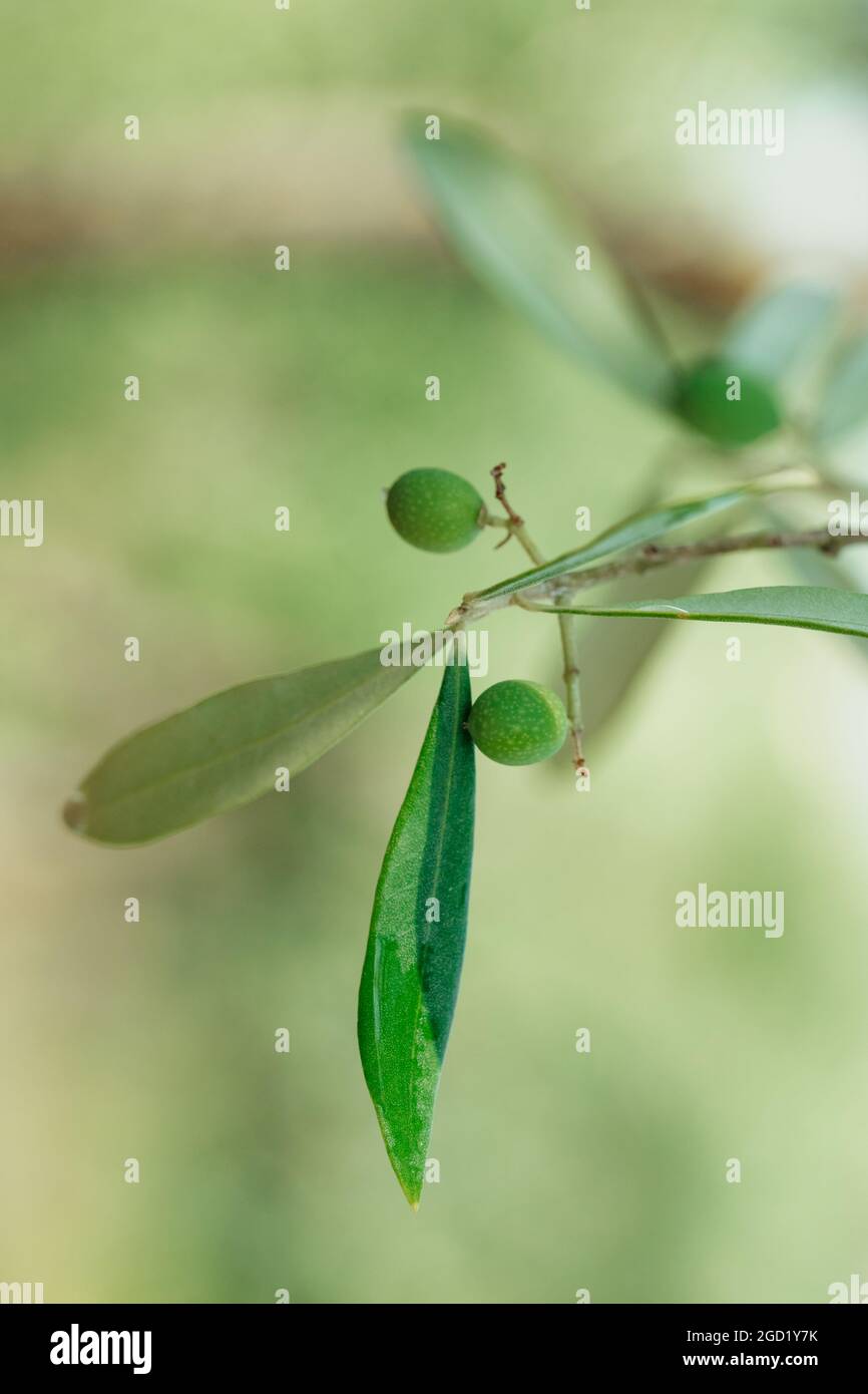 Nahaufnahme von grünen Olivenfrüchten auf einem Olivenbaumbaum Stockfoto