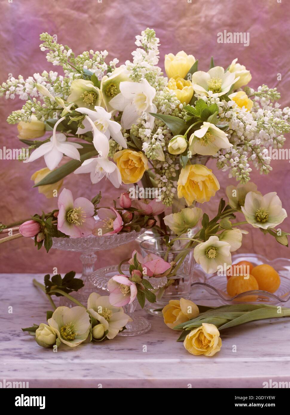 botanik, Tulpen, Hellebores, ADDITIONAL-RIGHTS-CLEARANCE-INFO-NOT-AVAILABLE Stockfoto