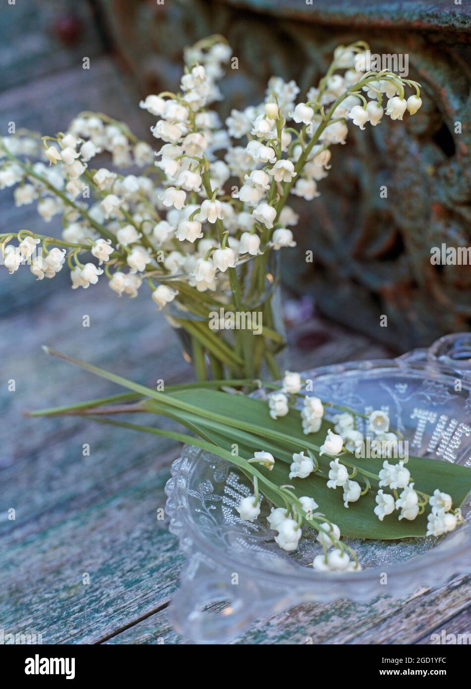 BOTANIK, CONVALLARIA, ADDITIONAL-RIGHTS-CLEARANCE-INFO-NOT-AVAILABLE Stockfoto